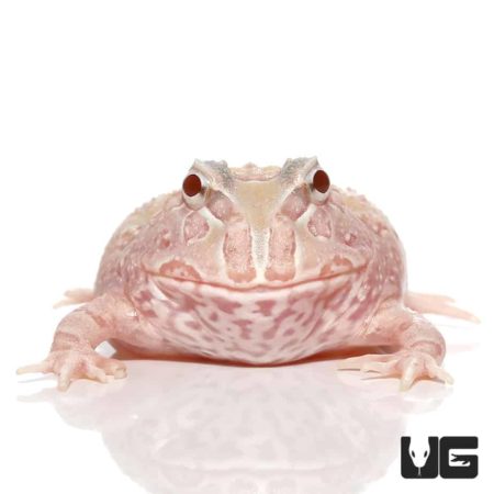 Mutant Albino Sunburst Pacman Frogs For Sale - Underground Reptiles