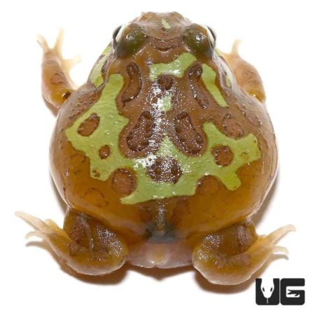 Mutant Clown Nebula Pacman Frogs for sale - Underground Reptiles