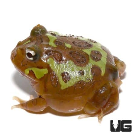 Unique mutant Pacman frog with clown nebula pattern, vibrant colors, and distinctive markings.