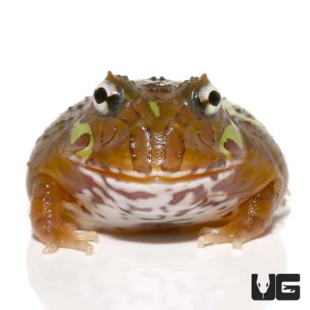 Unique Mutant Clown Nebula Pacman Frog for reptile enthusiasts.