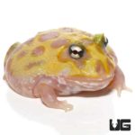 Mutant Neon Clown Pacman Frogs for sale - Underground Reptiles