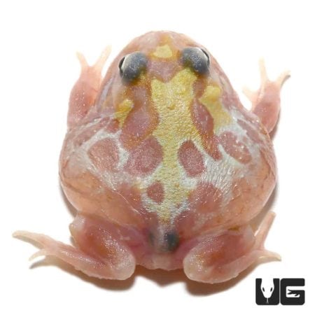 Mutant Clown Unicorn Pacman Frogs for sale - Underground Reptiles