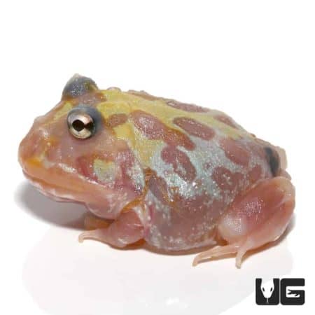 Unique Mutant Clown Unicorn Pacman Frog for sale.