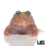 Mutant Clown Unicorn Pacman Frogs for sale - Underground Reptiles