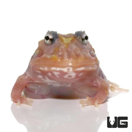 Mutant Clown Unicorn Pacman Frogs for sale - Underground Reptiles