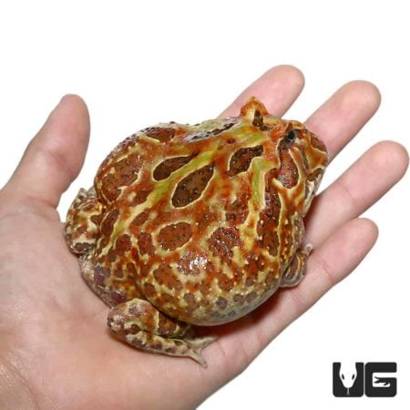 Adult Male Mutant Cranwelli Pacman Frog For Sale - Underground Reptiles