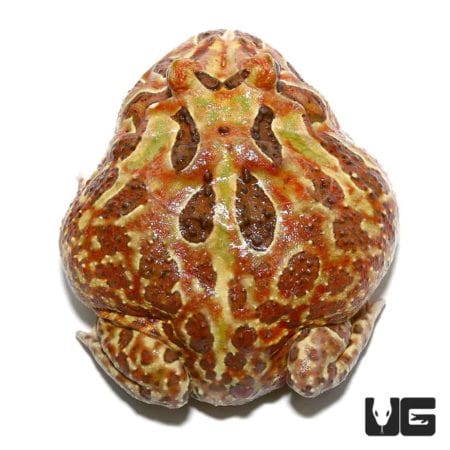Adult Male Mutant Cranwelli Pacman Frog For Sale - Underground Reptiles