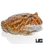 Adult Male Mutant Cranwelli Pacman Frog For Sale - Underground Reptiles