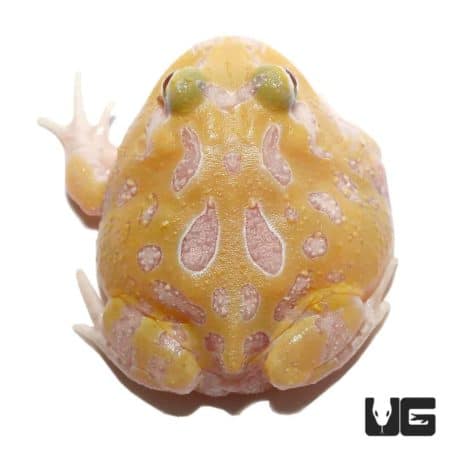 Mutant Lemon Drop Angel Pacman Frogs for sale - Underground Reptiles