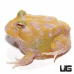Mutant Lemon Drop Angel Pacman Frogs for sale - Underground Reptiles
