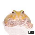 Mutant Lemon Drop Angel Pacman Frogs for sale - Underground Reptiles