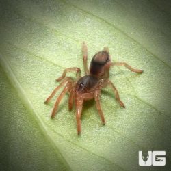 Neostenotarsus “Suriname” Tarantula For Sale - Underground Reptiles
