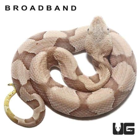 Baby Copperhead Snakes For Sale - Underground Reptiles