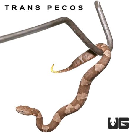 Baby Copperhead Snakes For Sale - Underground Reptiles