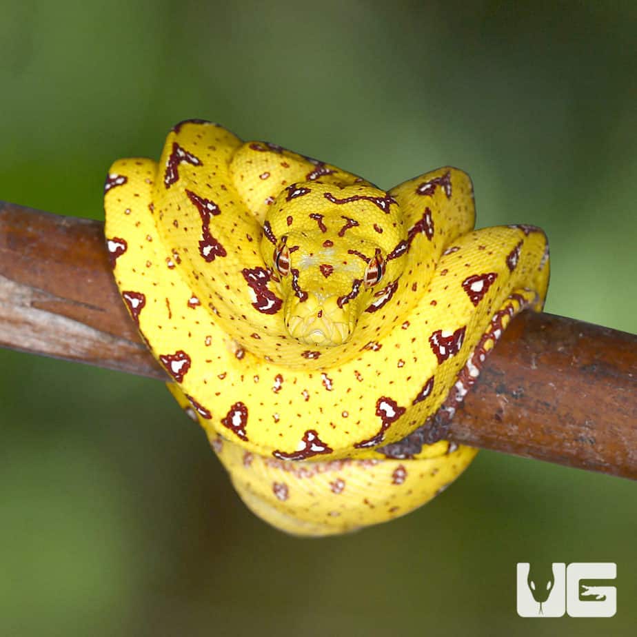 Baby Biak Green Tree Pythons For Sale - Underground Reptiles