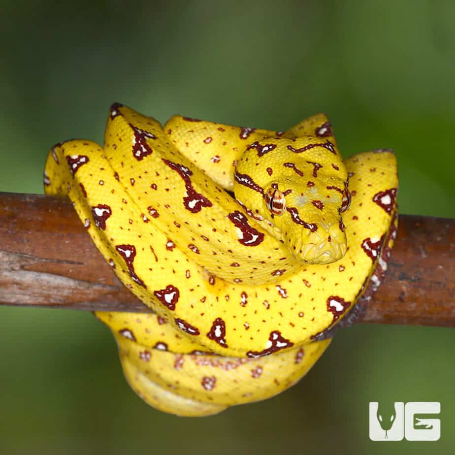 Baby Biak Green Tree Pythons For Sale - Underground Reptiles