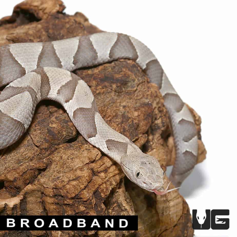 Copperhead Snakes For Sale Underground Reptiles