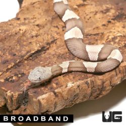 Baby Copperhead Snakes For Sale - Underground Reptiles