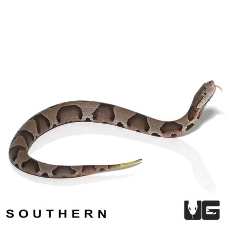 Baby Copperhead Snakes For Sale - Underground Reptiles