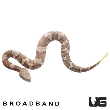 Baby Copperhead Snakes For Sale - Underground Reptiles