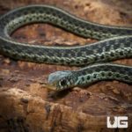 Baby Florida Blue Garter Snakes For Sale - Underground Reptiles