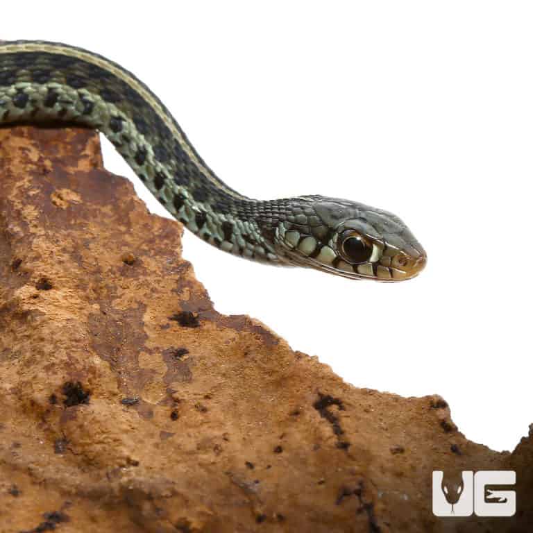 Baby Florida Blue Garter Snakes (Thamnophis Sirtalis Similis) For Sale ...