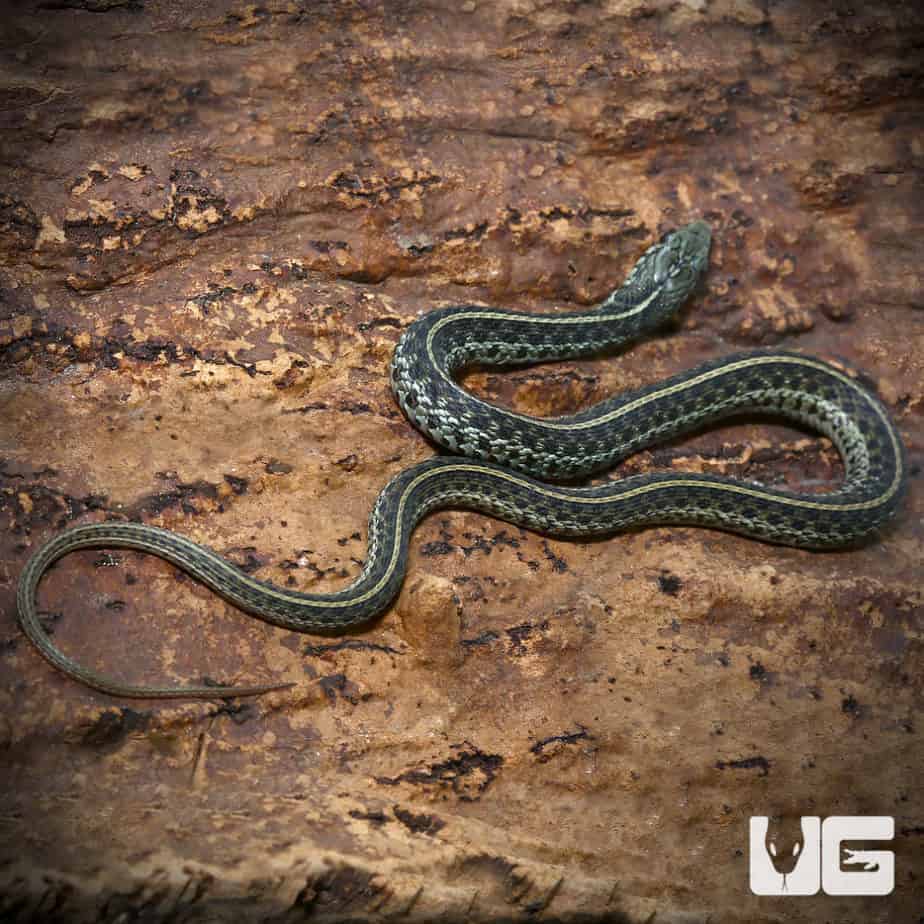 Baby Florida Blue Garter Snakes (Thamnophis sirtalis similis) For Sale