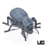 Blue Death Feigning Beetle (Asbolus verrucosus) For Sale - Underground Reptiles