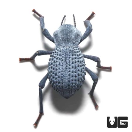Blue Death Feigning Beetle (Asbolus verrucosus) For Sale - Underground Reptiles