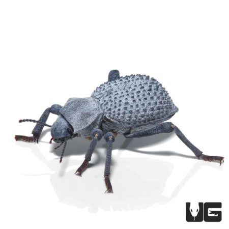 Blue Death Feigning Beetle (Asbolus verrucosus) For Sale - Underground
