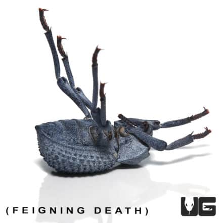 Blue Death Feigning Beetle (Asbolus verrucosus) For Sale - Underground