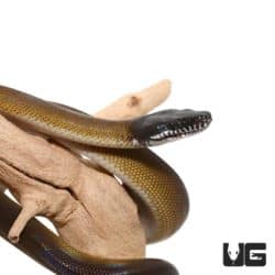 Baby D'Alberts White Lipped Python For Sale - Underground Reptiles