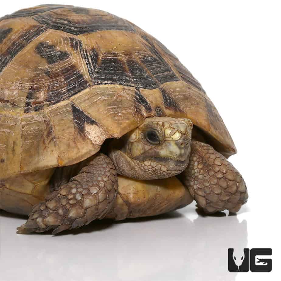 Greek Tortoises (Testudo graeca) For Sale - Underground Reptiles