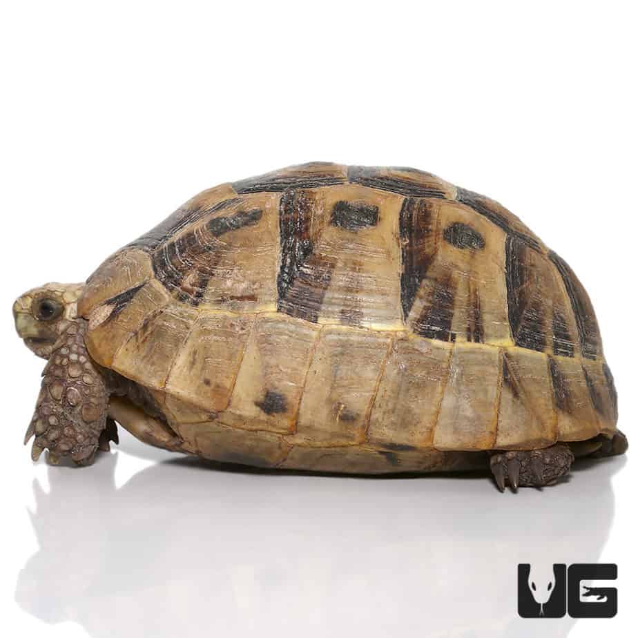 Tortoises For Sale - Underground Reptiles