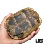 Greek Tortoises For Sale - Underground Reptiles