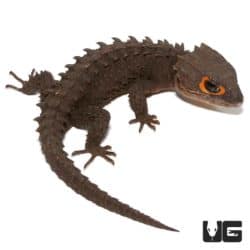 Red Eyed Crocodile Skinks For Sale - Underground Reptiles