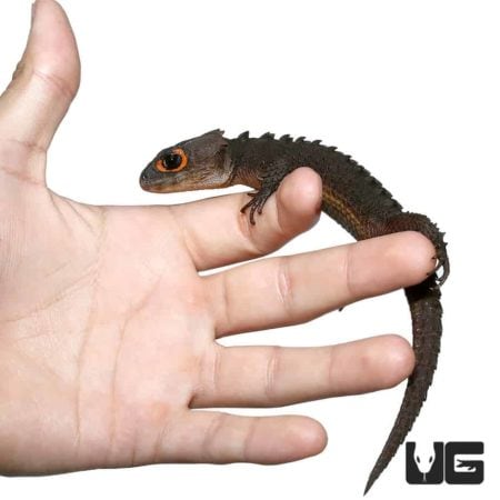 Red Eyed Crocodile Skinks (Tribolonotus gracilis) For Sale ...