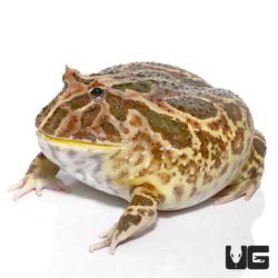 Non-albino Strawberry Pacman Frog For Sale - Underground Reptiles