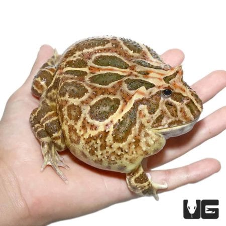 Non-albino Strawberry Pacman Frog For Sale - Underground Reptiles