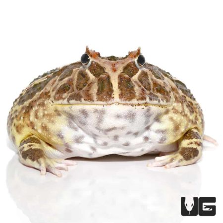 Non-albino Strawberry Pacman Frog For Sale - Underground Reptiles