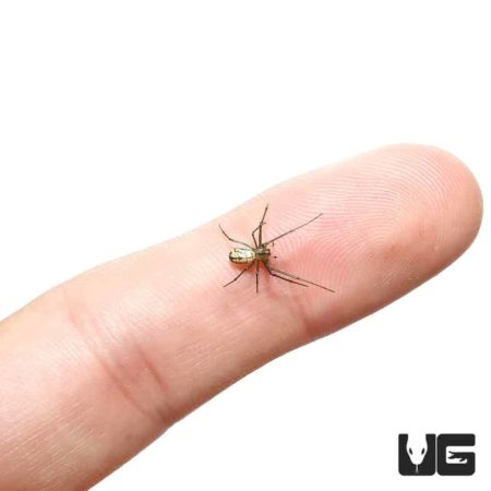 Orchard Orb Weaver For Sale - Underground Reptiles