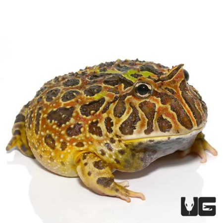 Adult Female Ornata Pacman Frog For Sale - Underground Reptiles