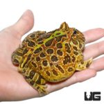 Adult Female Ornata Pacman Frog For Sale - Underground Reptiles