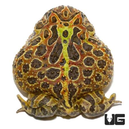 Adult Female Ornata Pacman Frog For Sale - Underground Reptiles