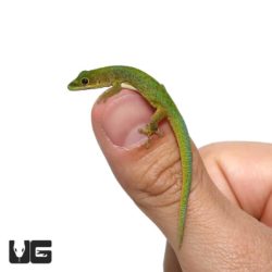 Pasteur's Day Gecko For Sale - Underground Reptiles