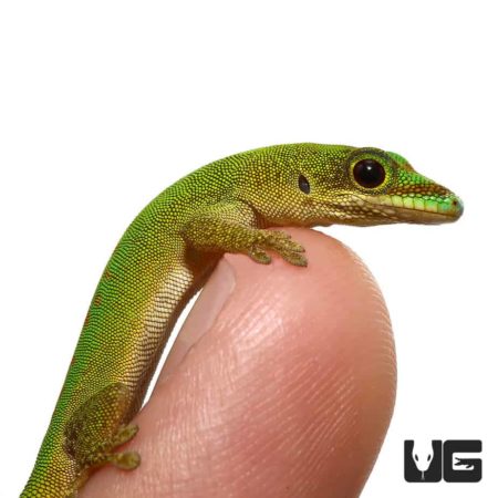 Bright green and yellow day gecko perched on a finger.