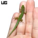 Pasteur's Day Gecko For Sale - Underground Reptiles