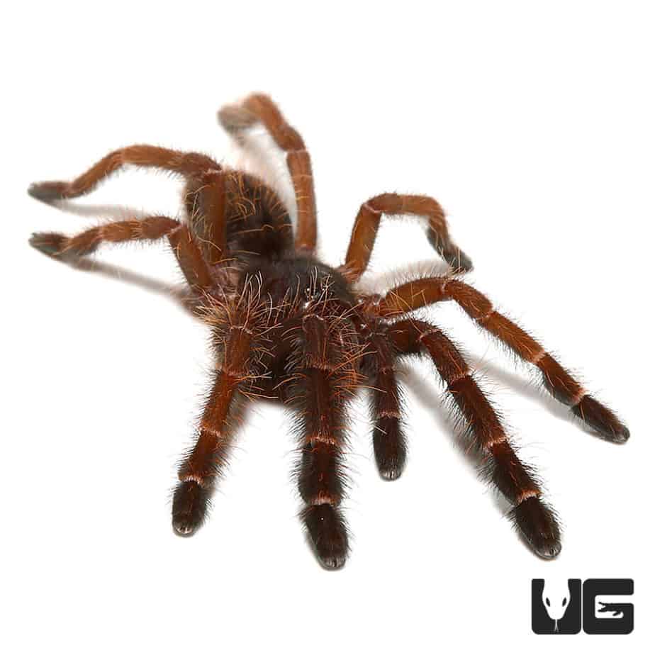 Peach Earth Tiger Tarantula (Phormingochilus sp Rufus) For sale ...