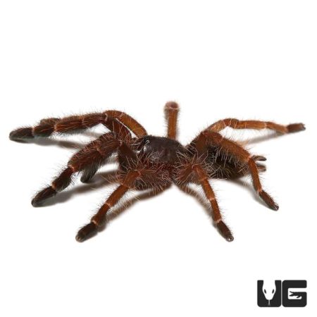 Peach Earth Tiger Tarantula (Phormingochilus sp Rufus) For sale - Underground Reptiles