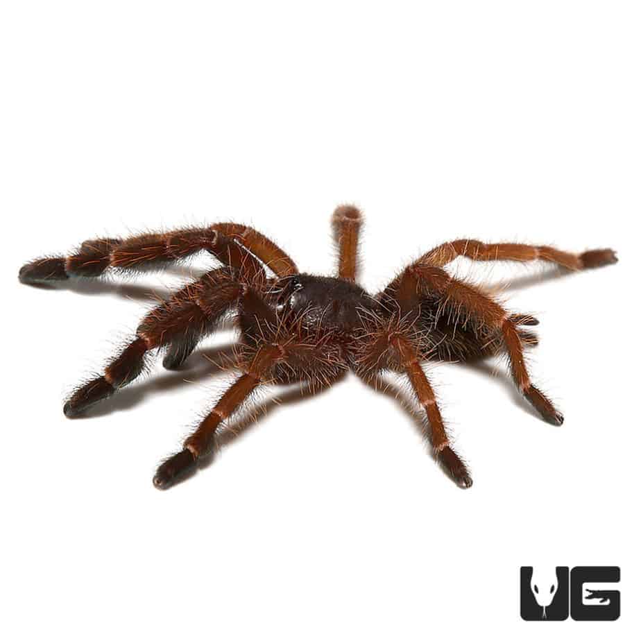 Peach Earth Tiger Tarantula (Phormingochilus sp Rufus) For sale ...